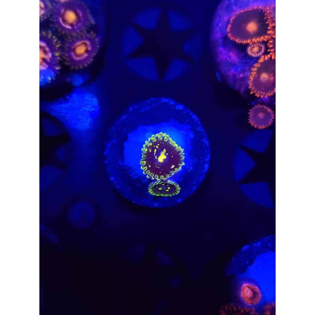 Exosphere Zoanthid Frag WYSIWYG!
