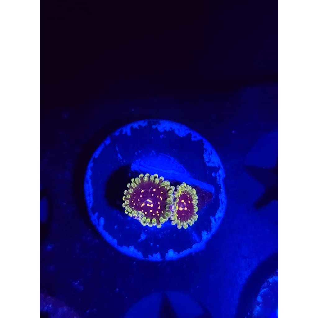 Exosphere Zoanthid Frag WYSIWYG!