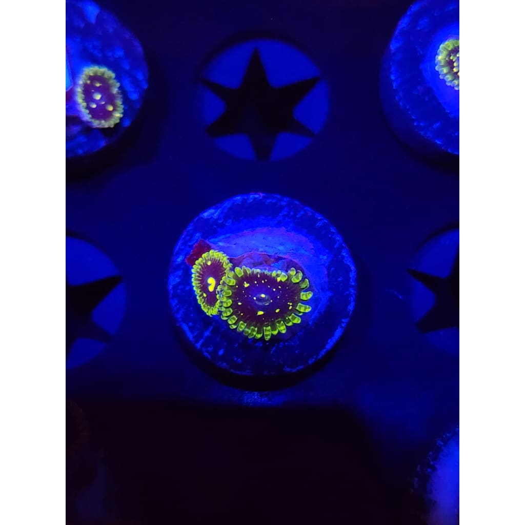 Exosphere Zoanthid Frag WYSIWYG!