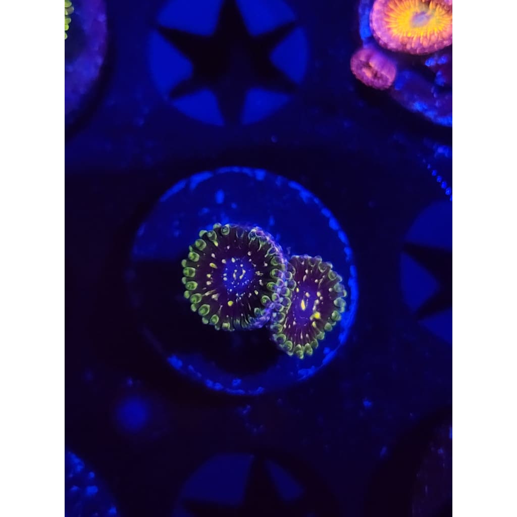 Exosphere Zoanthid Frag WYSIWYG!
