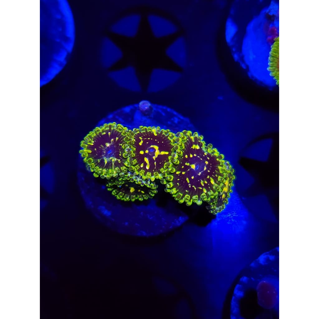 Exosphere Zoanthid Frag WYSIWYG!