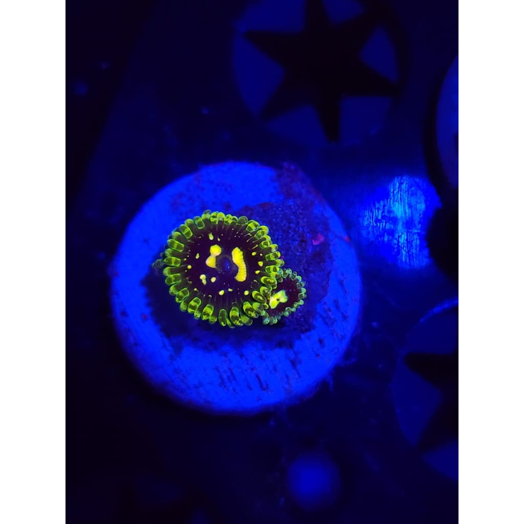 Exosphere Zoanthid Frag WYSIWYG!