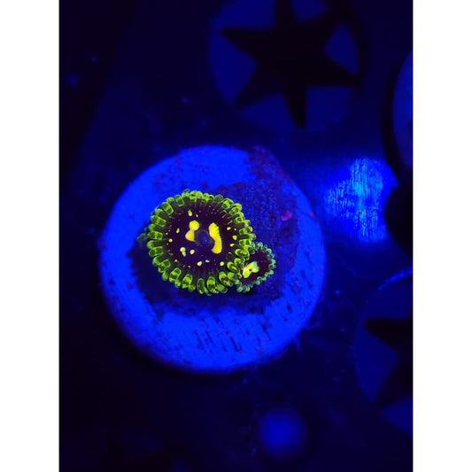 Exosphere Zoanthid Frag WYSIWYG!