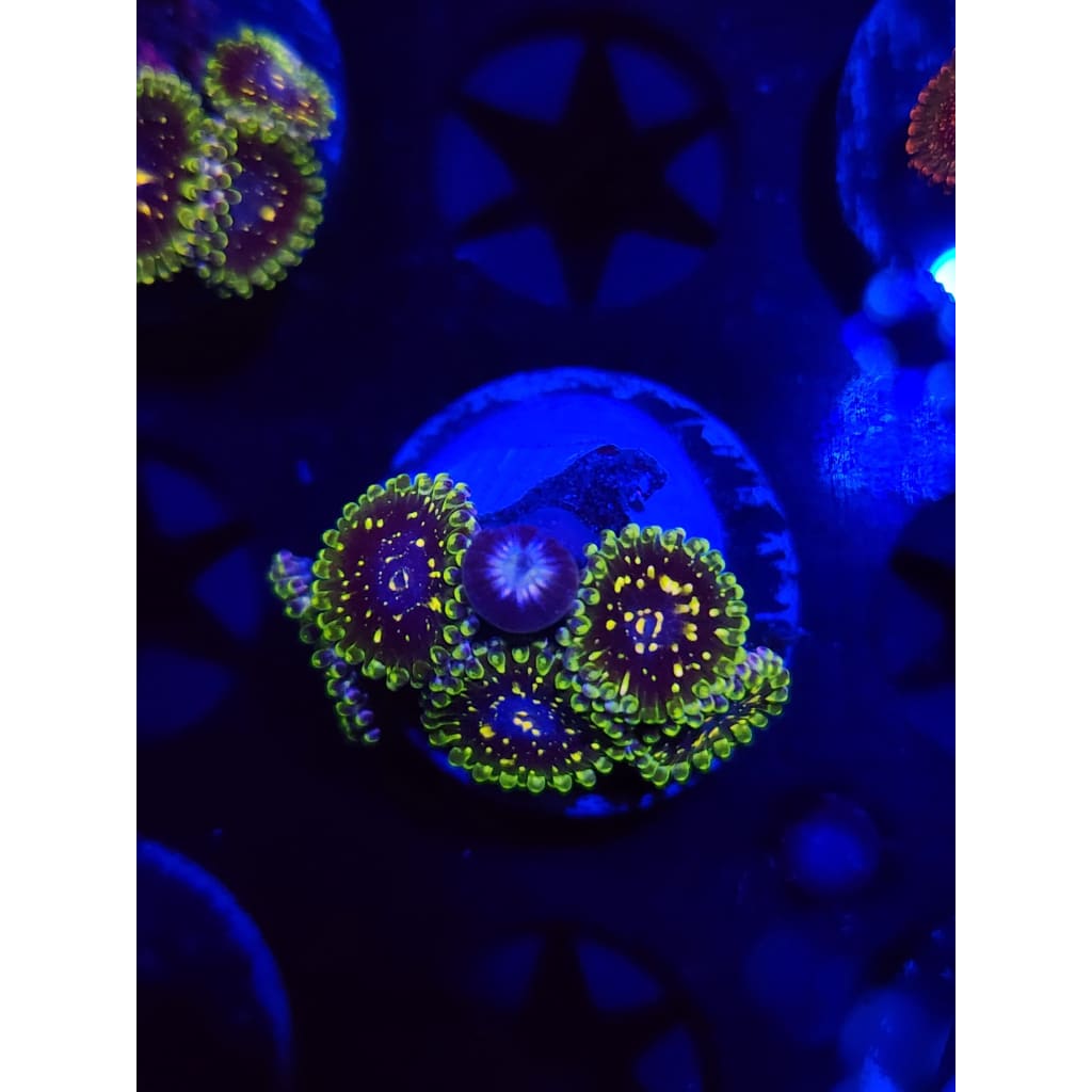 Exosphere Zoanthid Frag WYSIWYG!