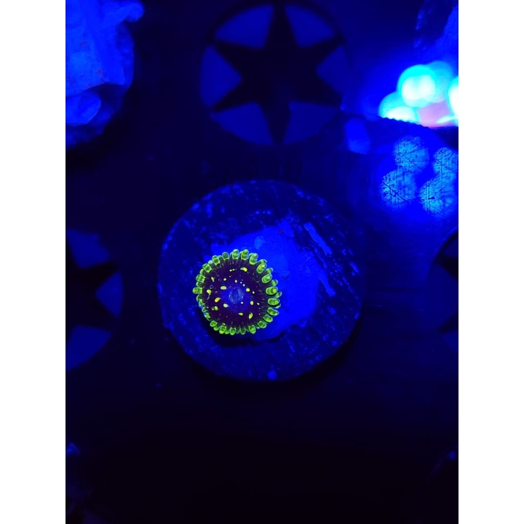 Exosphere Zoanthid Frag WYSIWYG!