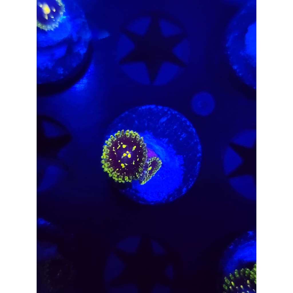 Exosphere Zoanthid Frag WYSIWYG!