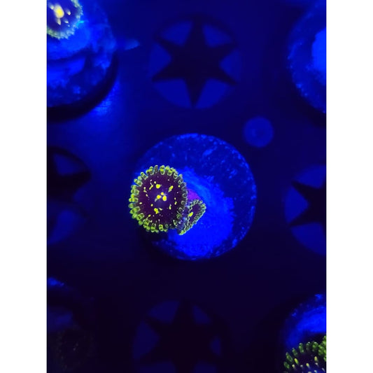 Exosphere Zoanthid Frag WYSIWYG!