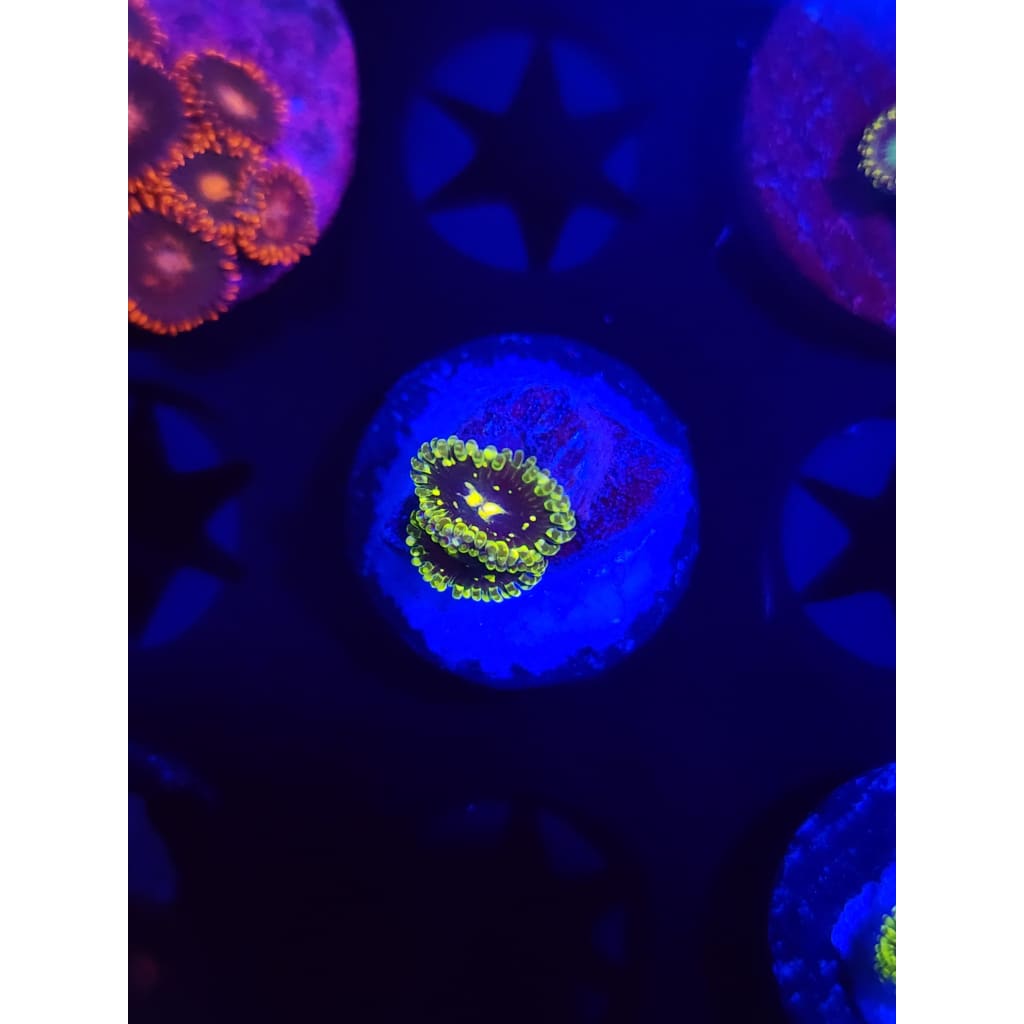 Exosphere Zoanthid Frag WYSIWYG!