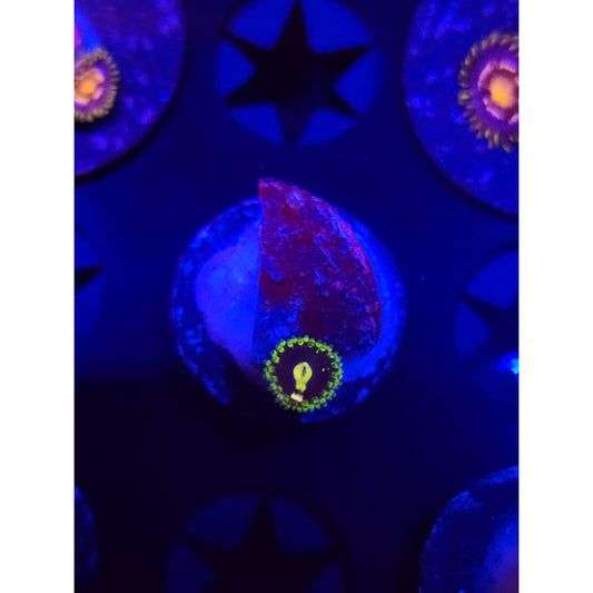 Exosphere Zoanthid Frag WYSIWYG!