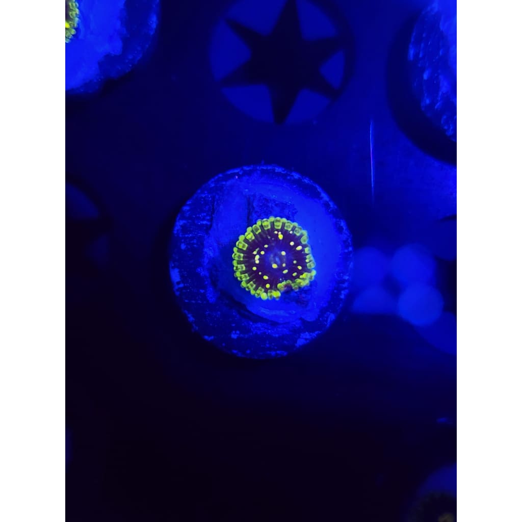 Exosphere Zoanthid Frag WYSIWYG!