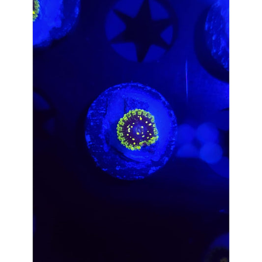 Exosphere Zoanthid Frag WYSIWYG!