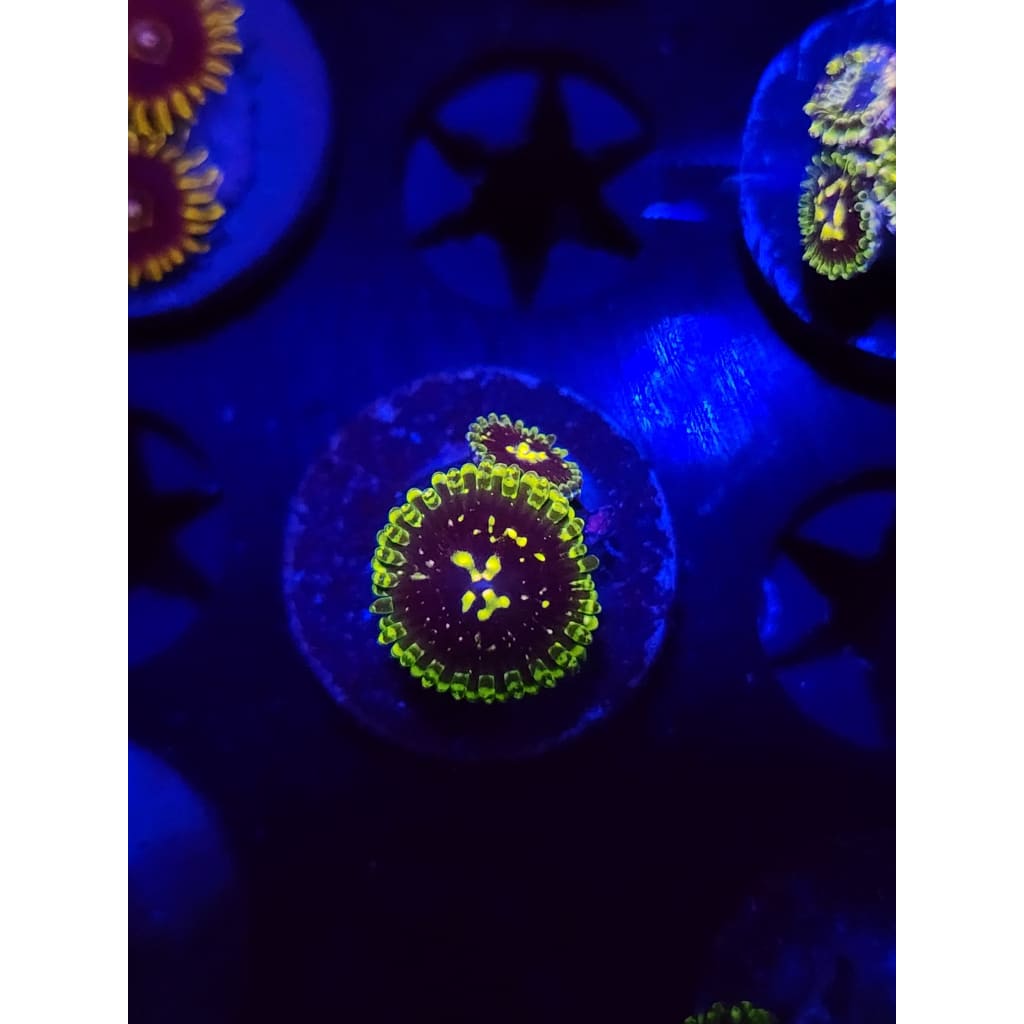 Exosphere Zoanthid Frag WYSIWYG!