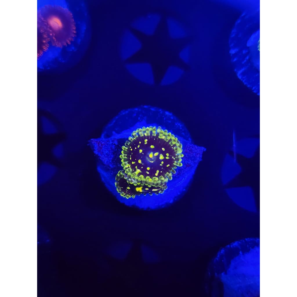Exosphere Zoanthid Frag WYSIWYG!