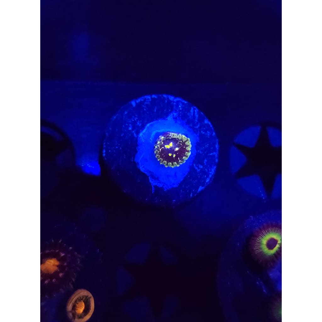 Exosphere Zoanthid Frag WYSIWYG!