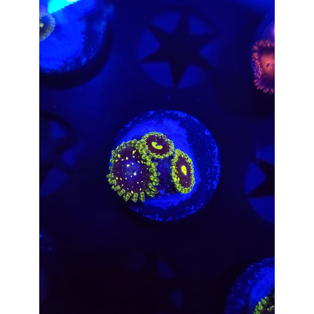 Exosphere Zoanthid Frag WYSIWYG!