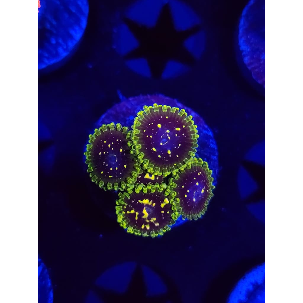 Exosphere Zoanthid Frag WYSIWYG!