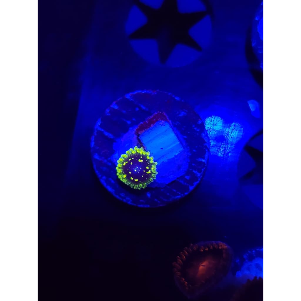 Exosphere Zoanthid Frag WYSIWYG!