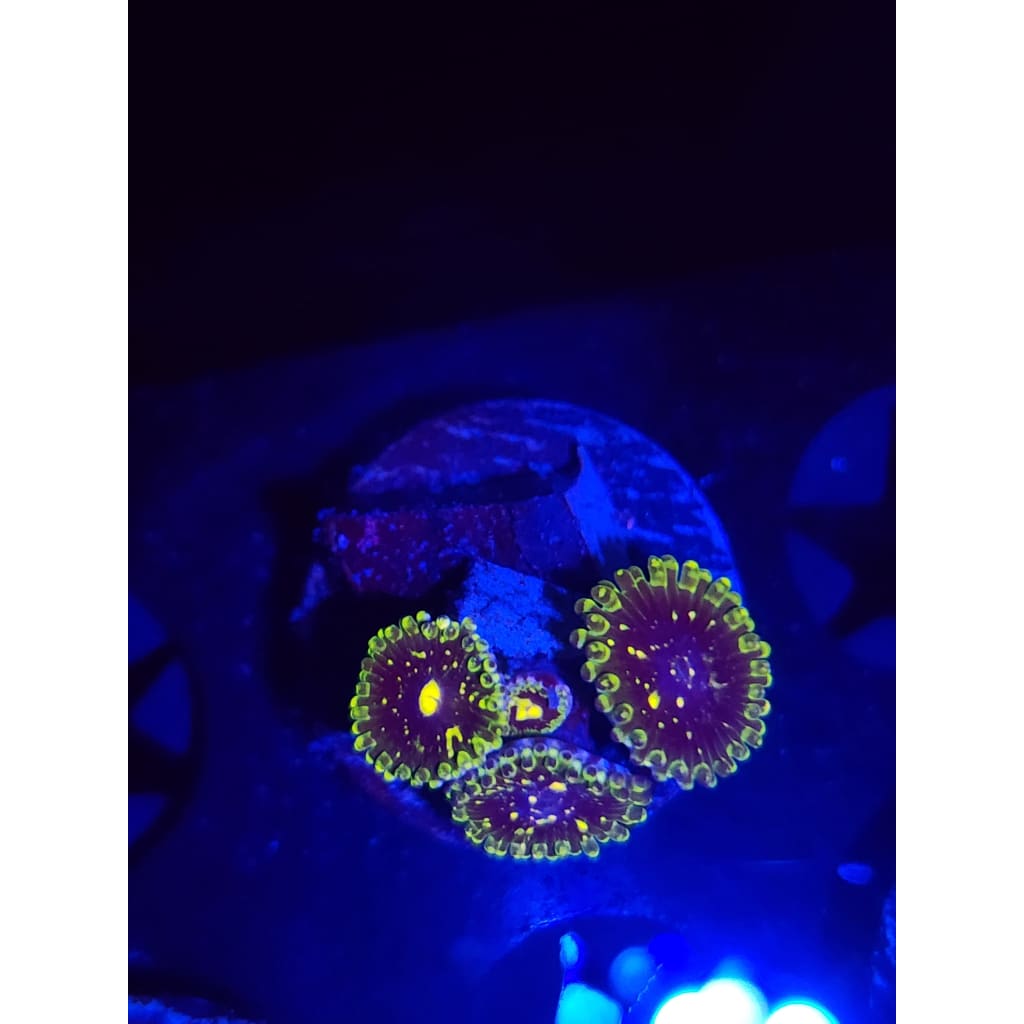 Exosphere Zoanthid Frag WYSIWYG!