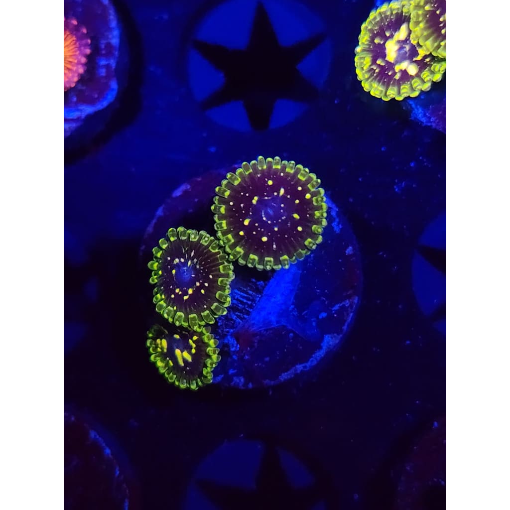Exosphere Zoanthid Frag WYSIWYG!
