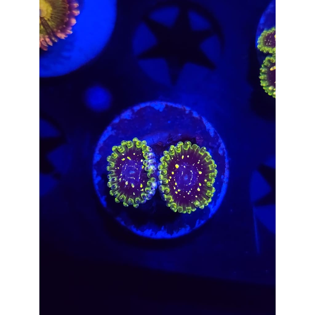 Exosphere Zoanthid Frag WYSIWYG!