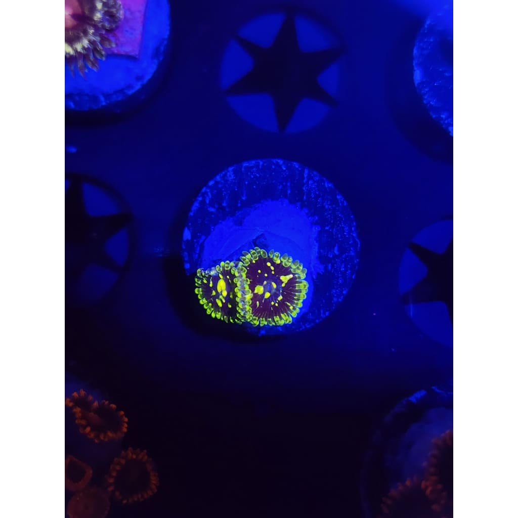Exosphere Zoanthid Frag WYSIWYG!