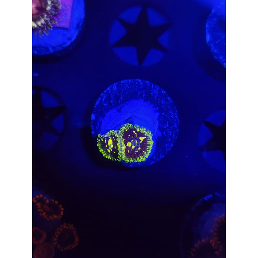 Exosphere Zoanthid Frag WYSIWYG!