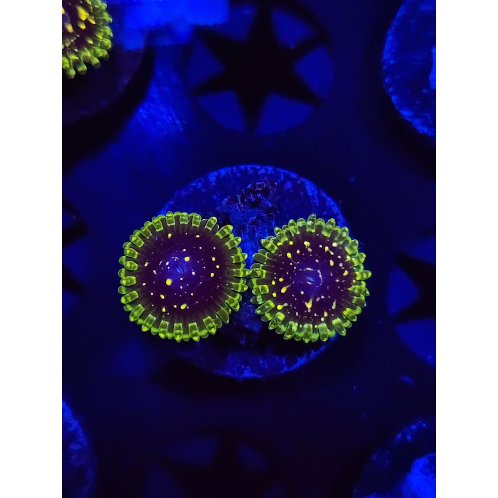 Exosphere Zoanthid Frag WYSIWYG!