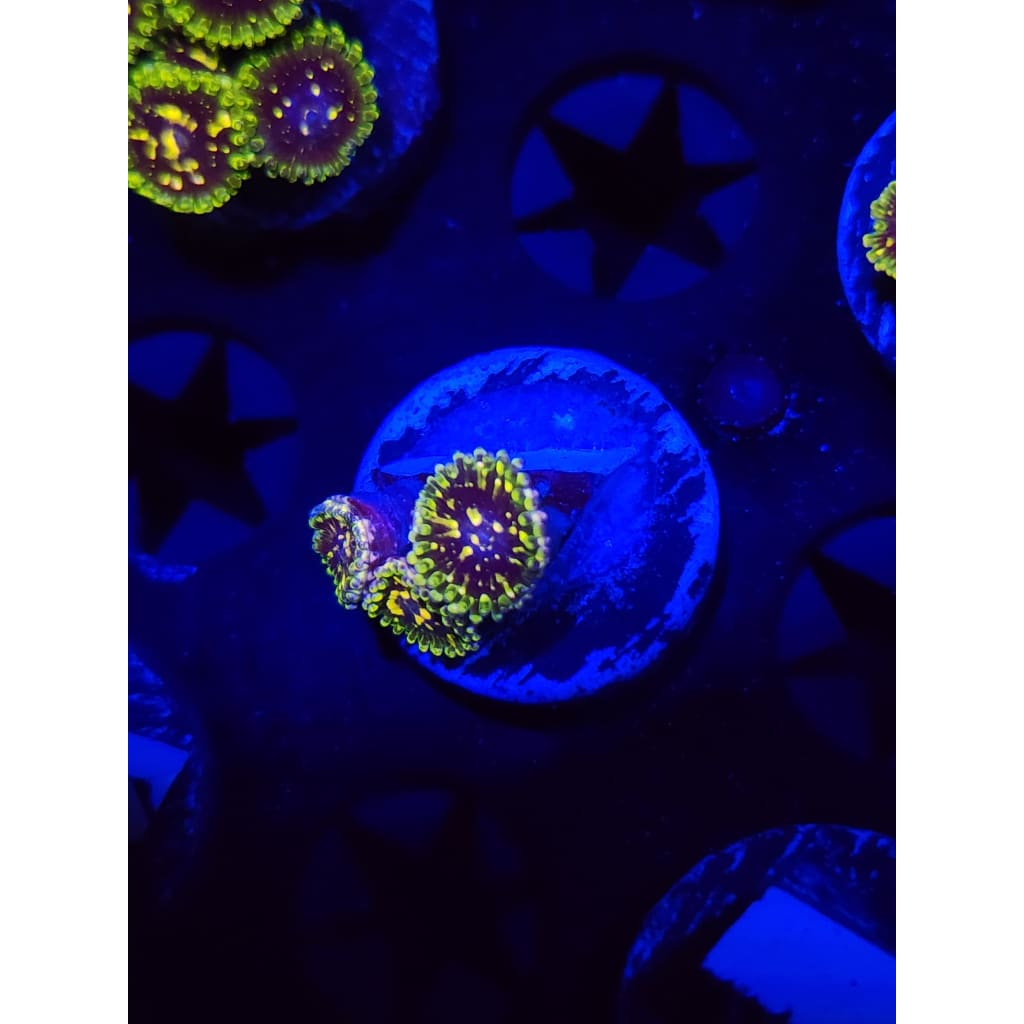 Exosphere Zoanthid Frag WYSIWYG!
