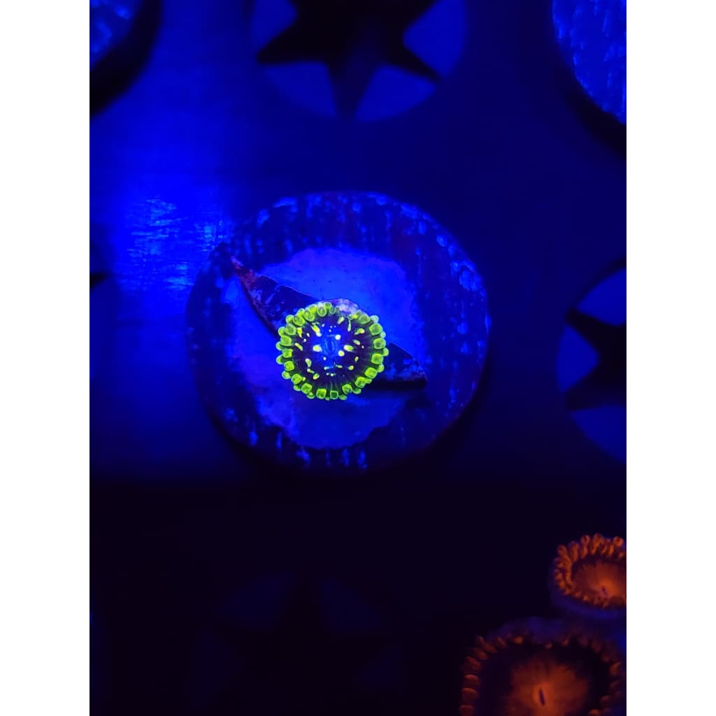 Exosphere Zoanthid Frag WYSIWYG!