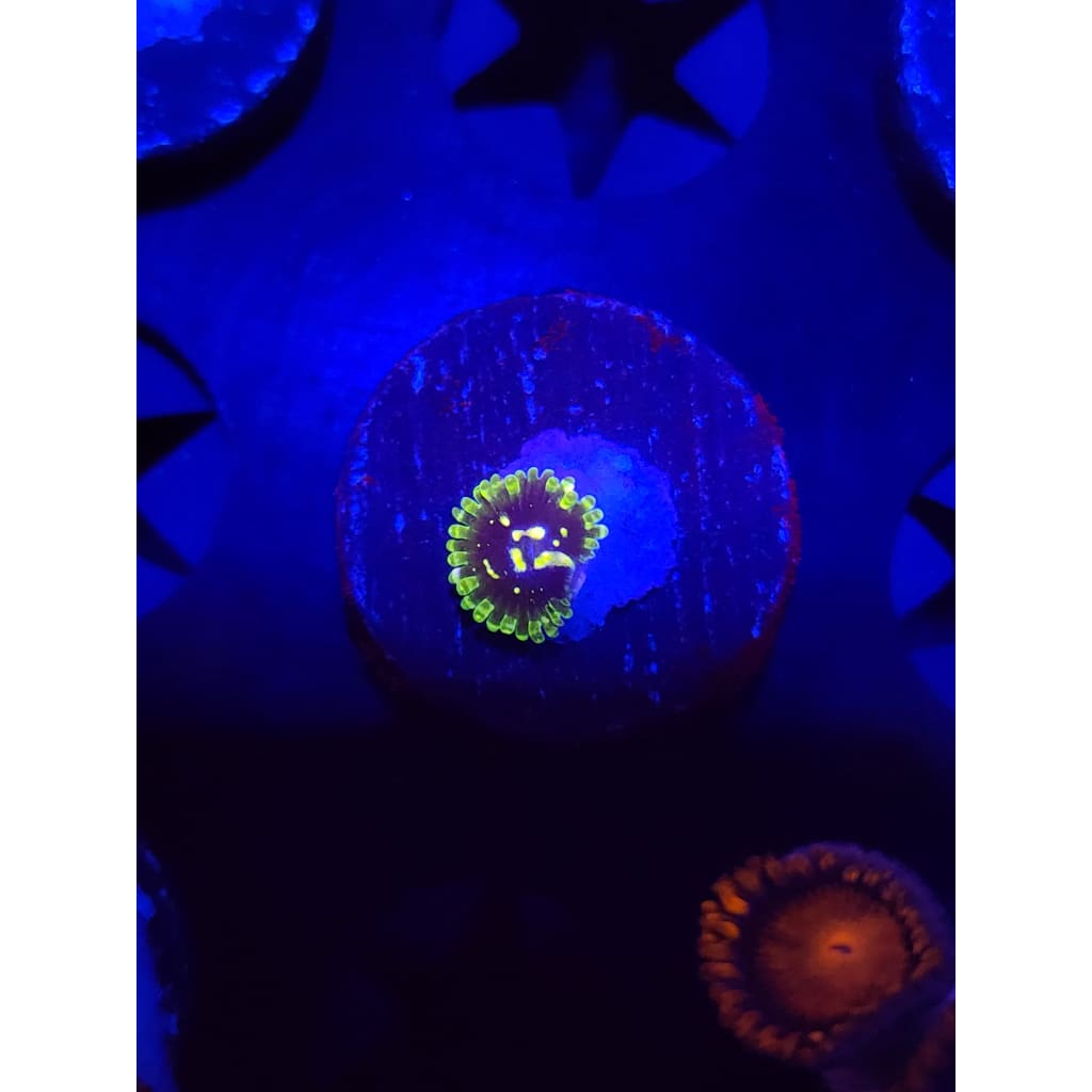 Exosphere Zoanthid Frag WYSIWYG!