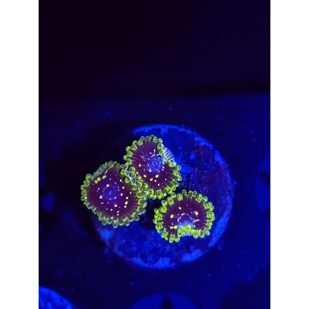 Exosphere Zoanthid Frag WYSIWYG!