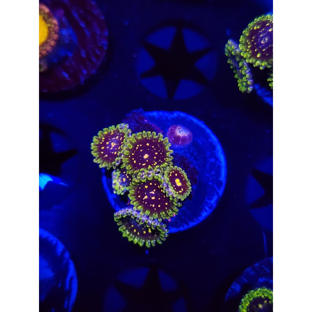 Exosphere Zoanthid Frag WYSIWYG!