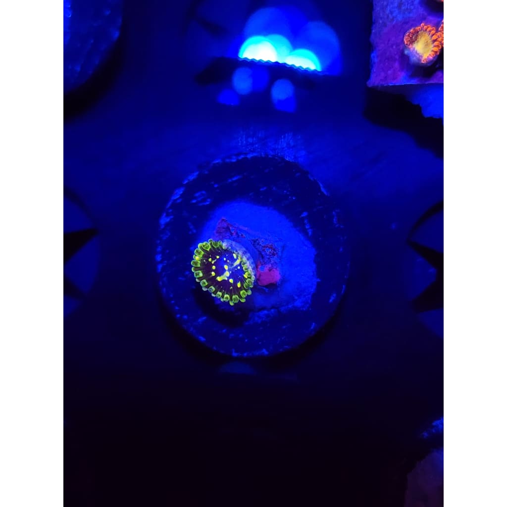 Exosphere Zoanthid Frag WYSIWYG!