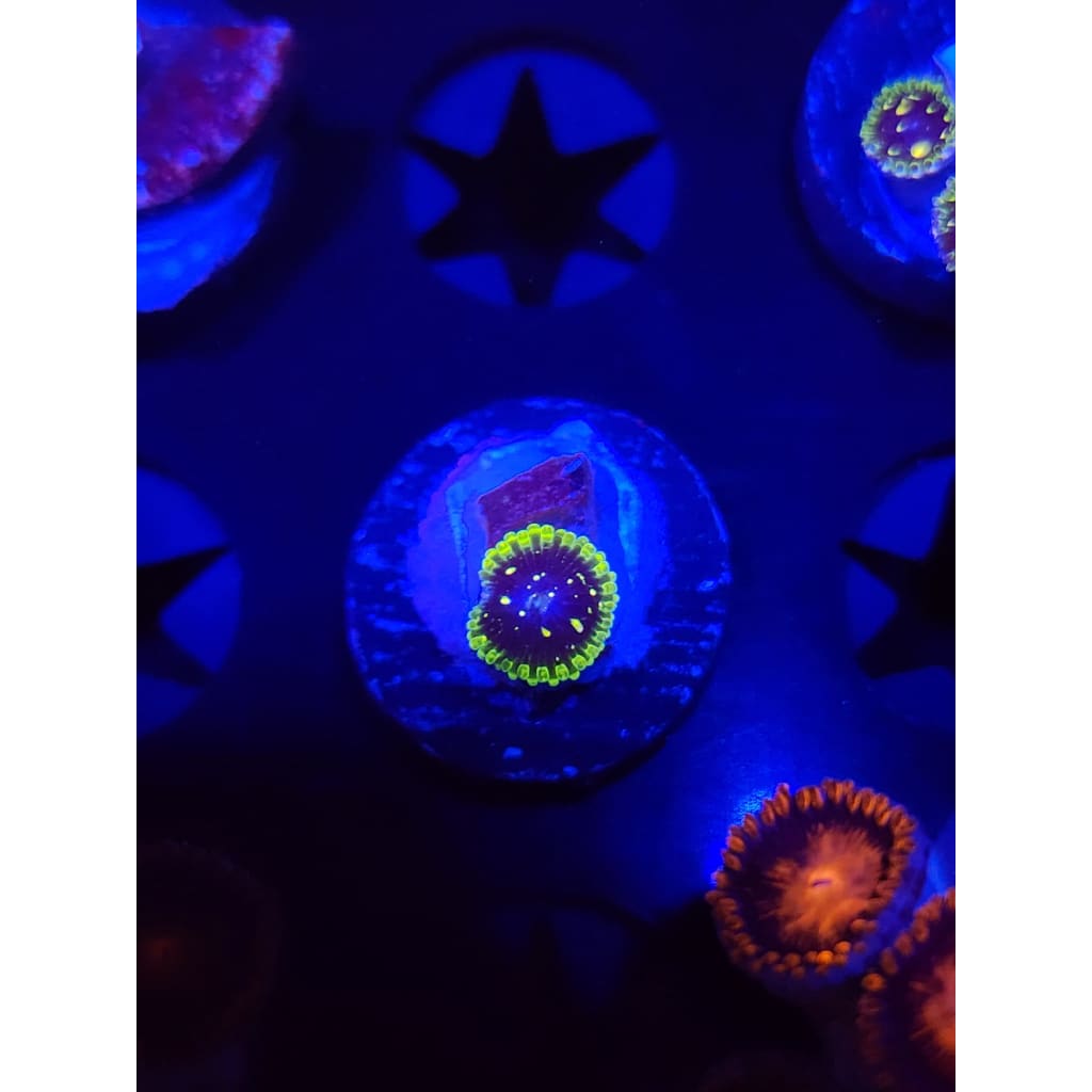 Exosphere Zoanthid Frag WYSIWYG!