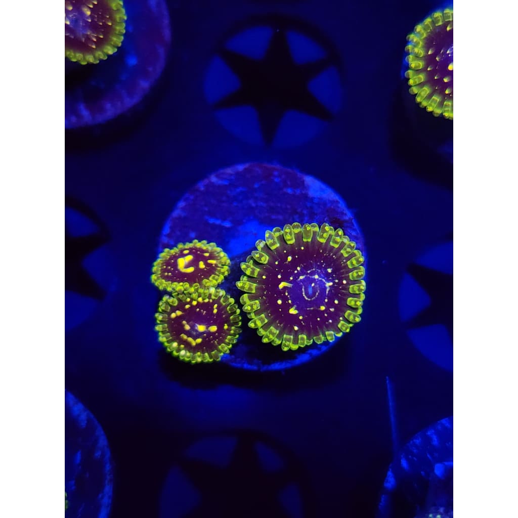 Exosphere Zoanthid Frag WYSIWYG!