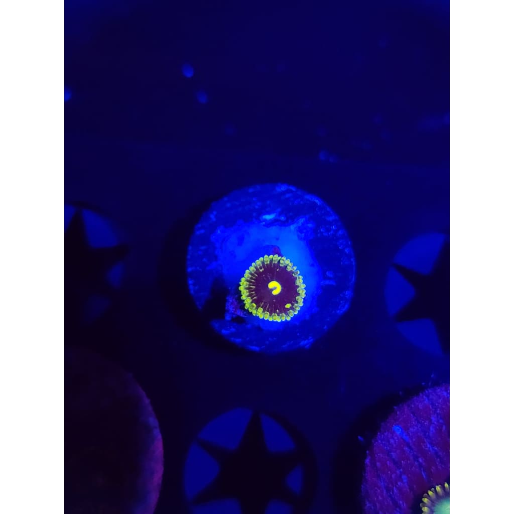 Exosphere Zoanthid Frag WYSIWYG!