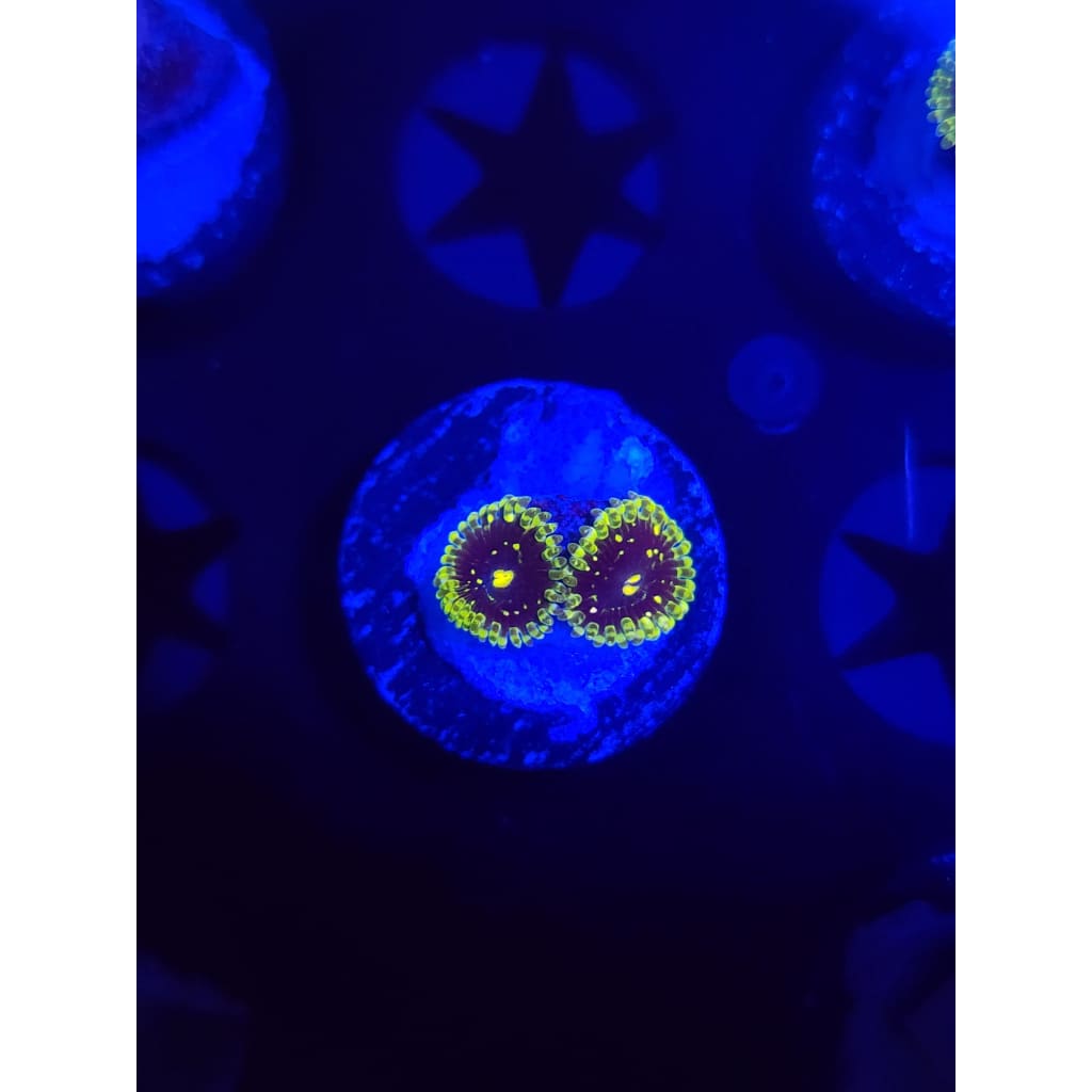 Exosphere Zoanthid Frag WYSIWYG!