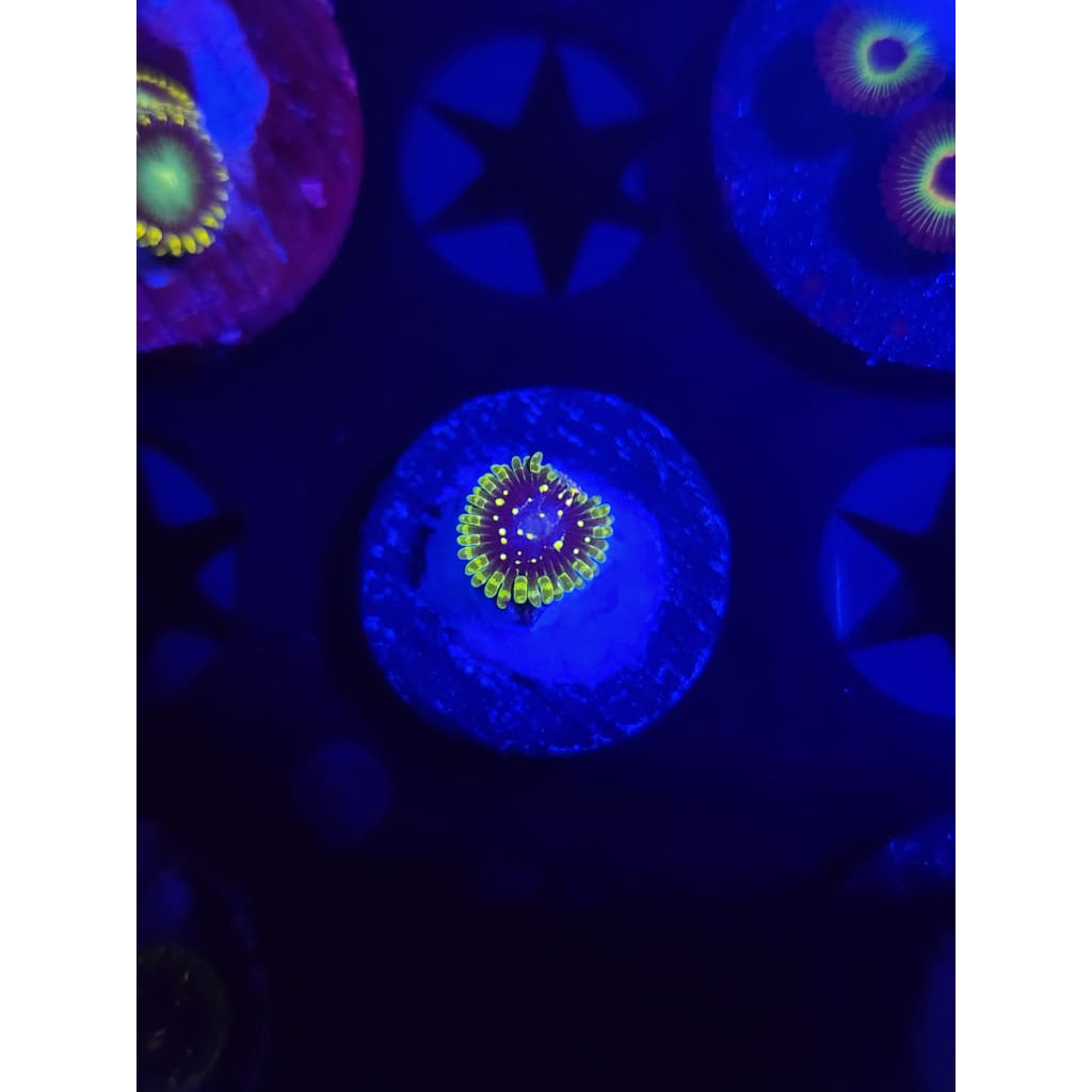 Exosphere Zoanthid Frag WYSIWYG!