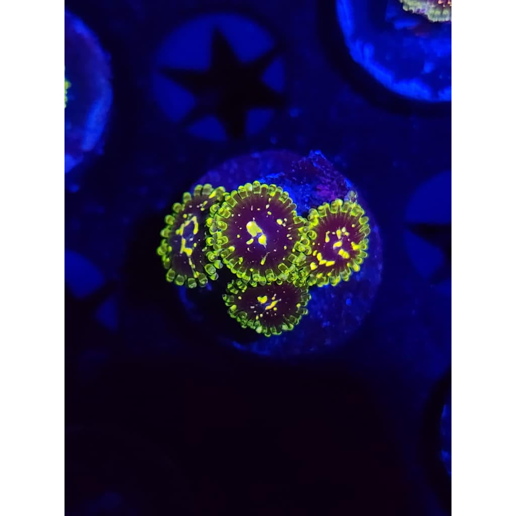 Exosphere Zoanthid Frag WYSIWYG!
