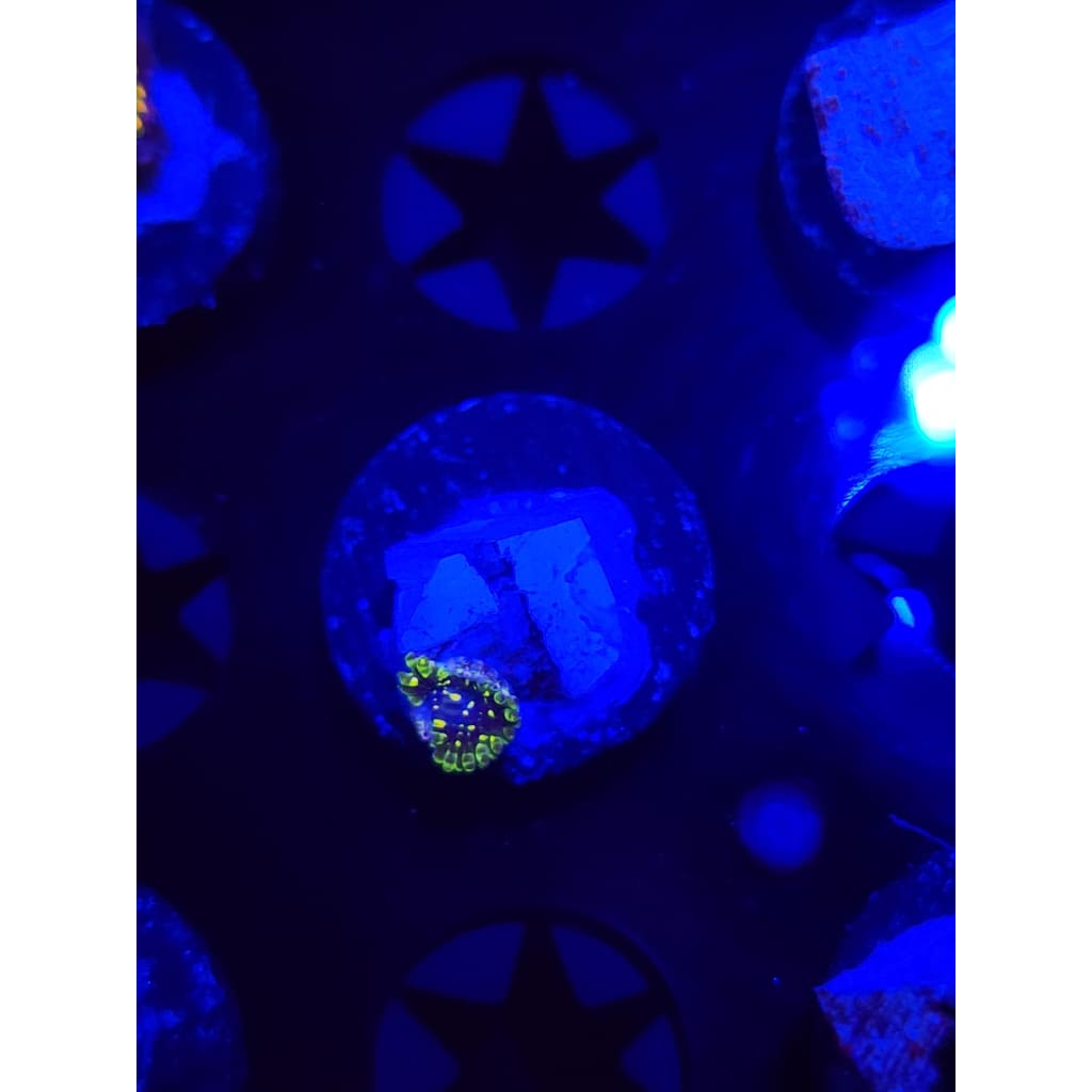Exosphere Zoanthid Frag WYSIWYG!