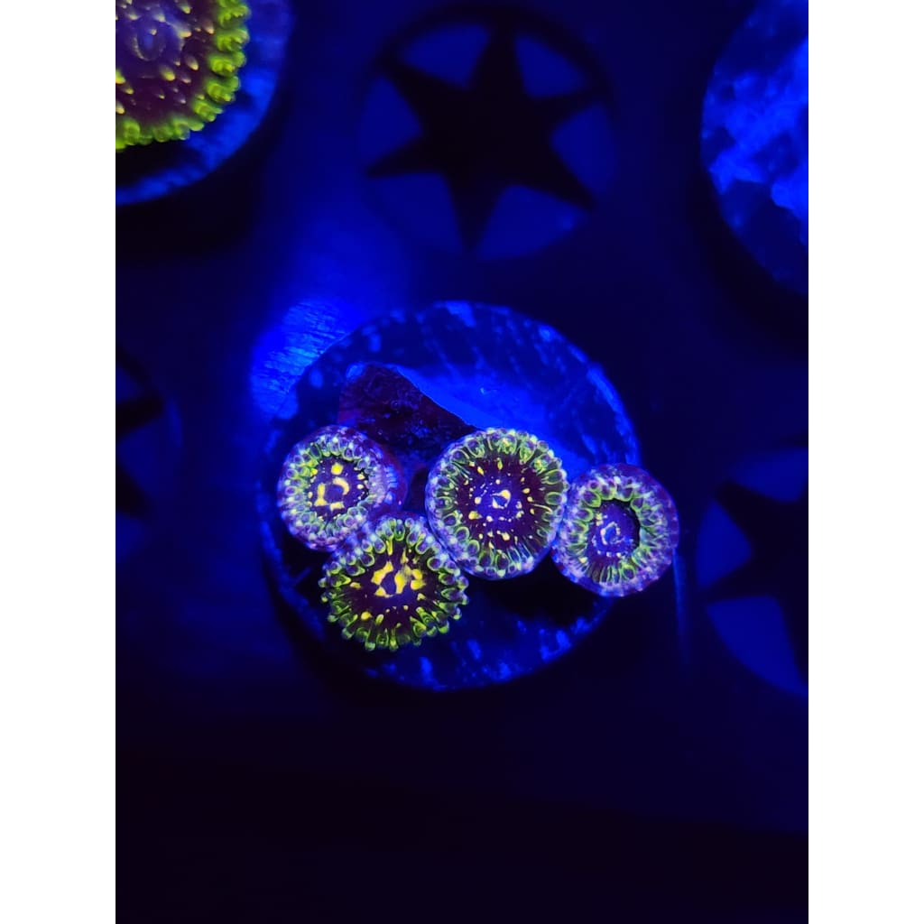 Exosphere Zoanthid Frag WYSIWYG!