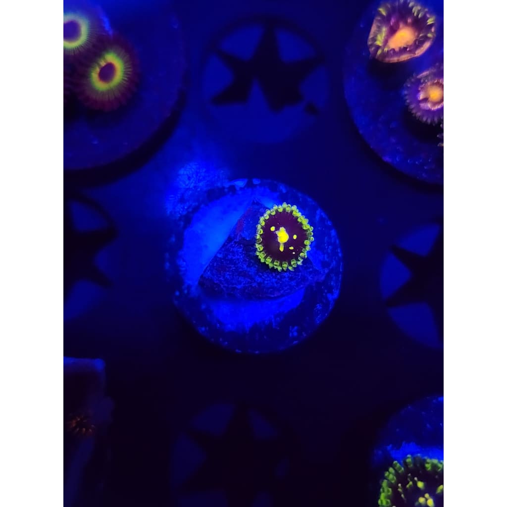 Exosphere Zoanthid Frag WYSIWYG!