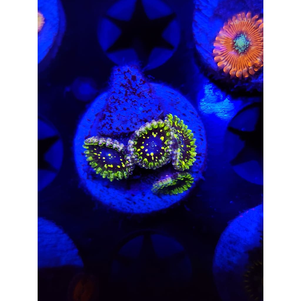 Exosphere Zoanthid Frag WYSIWYG!