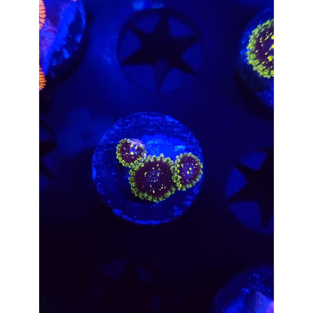 Exosphere Zoanthid Frag WYSIWYG!