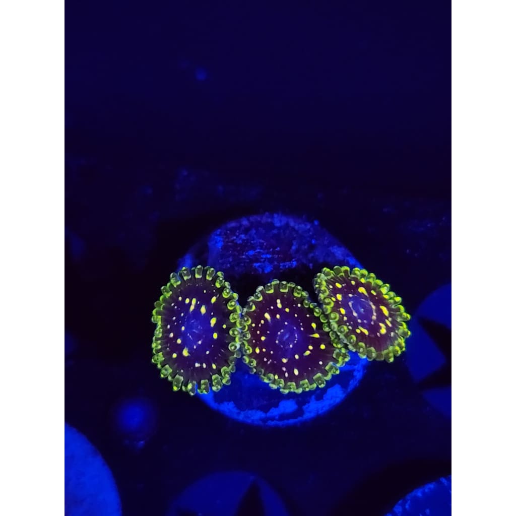 Exosphere Zoanthid Frag WYSIWYG!