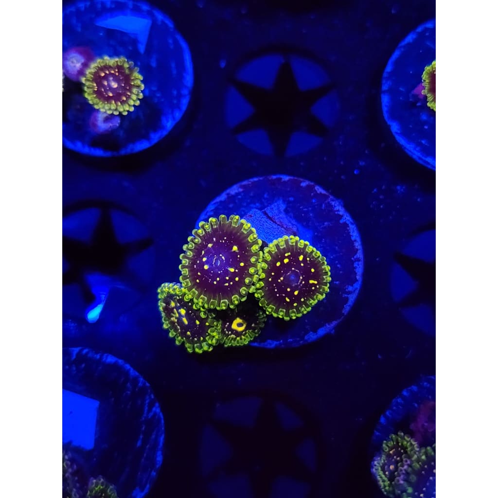 Exosphere Zoanthid Frag WYSIWYG!