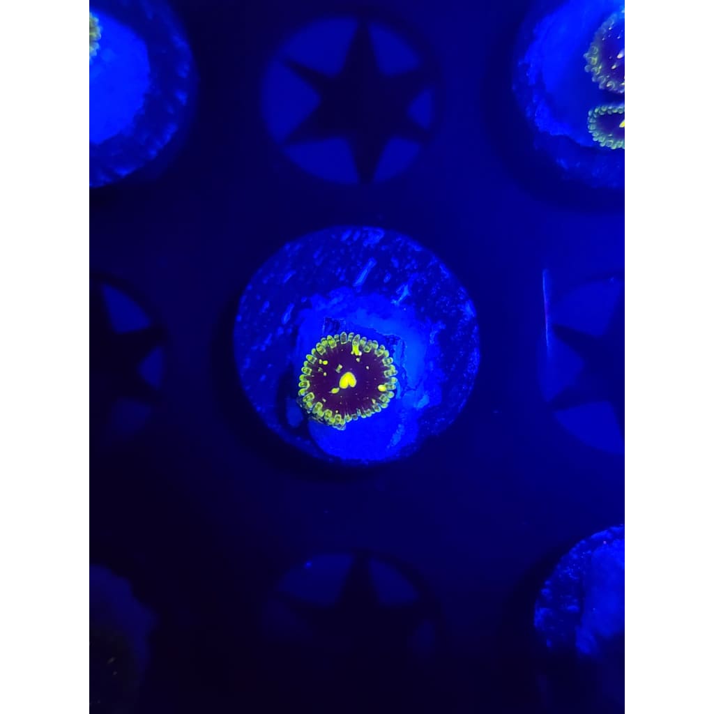 Exosphere Zoanthid Frag WYSIWYG!