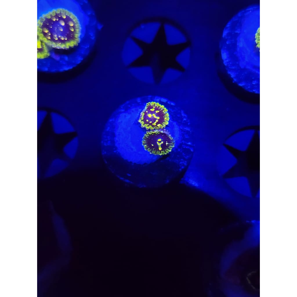 Exosphere Zoanthid Frag WYSIWYG!