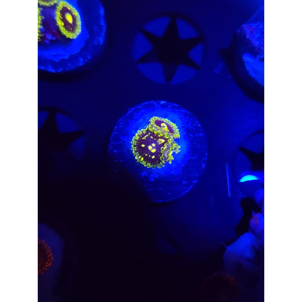 Exosphere Zoanthid Frag WYSIWYG!