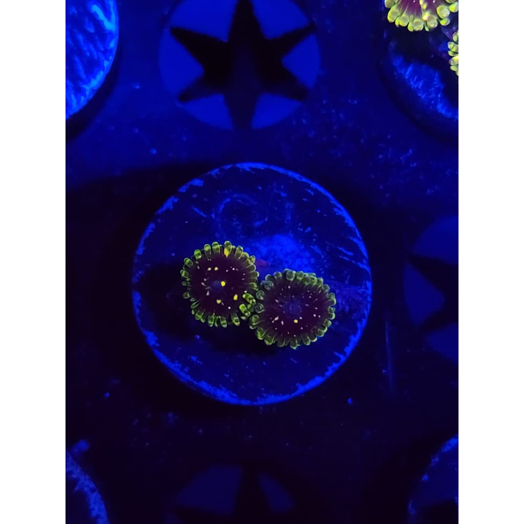 Exosphere Zoanthid Frag WYSIWYG!